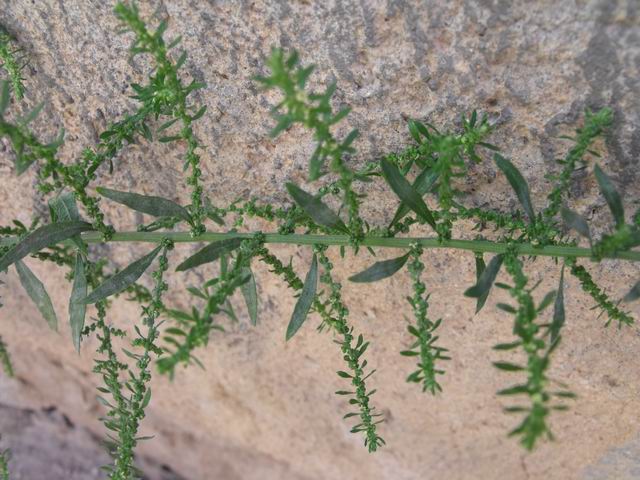 Dysphania ambrosioides da confermare